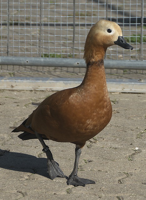 还是中场卡